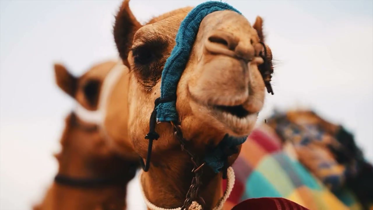 A racing camel up close