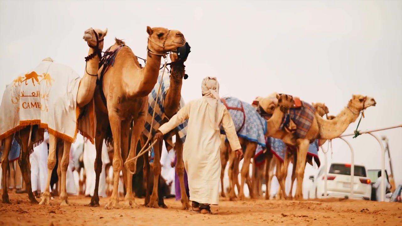 Handlers lead a line of racing camels at AlUla, 2024