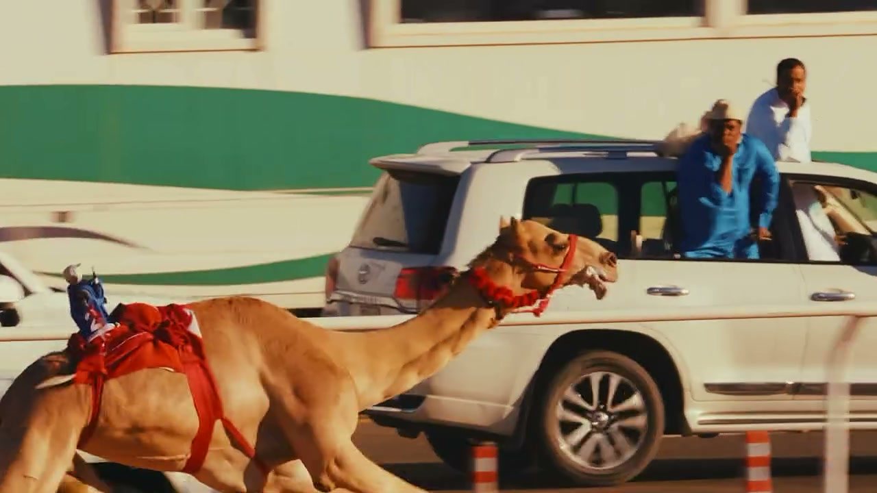 A camel with its robot jockey along the rail, trucks following